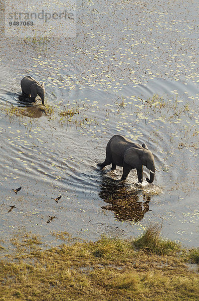 Luftbild  Afrikanische Elefanten (Loxodonta africana)  Elefantenkuh mit Kalb in einem Frischwassersumpf  Okavango Delta  Botswana  Afrika