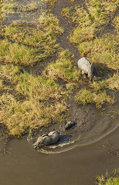 Luftbild  Afrikanische Elefanten (Loxodonta africana)  zwei Elefantenkühe mit Kalb in einem Frischwassersumpf  Okavango Delta  Botswana  Afrika
