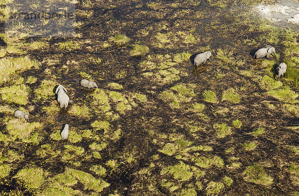 Luftbild  Afrikanische Elefanten (Loxodonta africana)  Zuchtherde  beim Fressen und Saufen in einem Frischwassersumpf  Okavango Delta  Botswana  Afrika