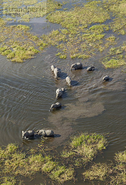 Luftbild  Afrikanische Elefanten (Loxodonta africana)  Zuchtherde überquert einen Fluss  Okavango Delta  Botswana  Afrika