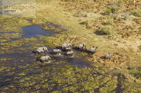 Luftbild  Afrikanische Elefanten (Loxodonta africana)  Zuchtherde durchstreift einen Frischwassersumpf  Okavango Delta  Botswana  Afrika