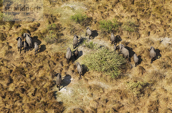 Luftbild  afrikanische Elefanten (Loxodonta africana)  Zuchtherde beim Durchstreifen des Okavango Deltas  Botswana  Afrika