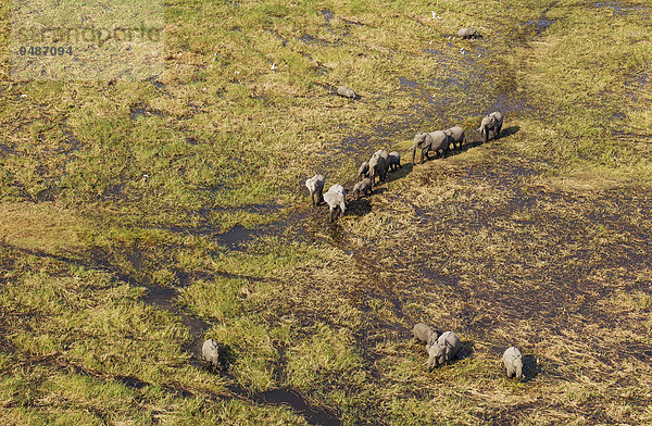 Luftbild  afrikanische Elefanten (Loxodonta africana)  Zuchtherde beim Durchstreifen eines Frischwassersumpfs  Okavango Delta  Botswana  Afrika