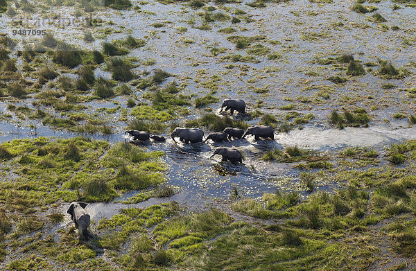 Luftbild  afrikanische Elefanten (Loxodonta africana)  Zuchtherde beim Durchstreifen eines Frischwassersumpfs  Okavango Delta  Botswana  Afrika