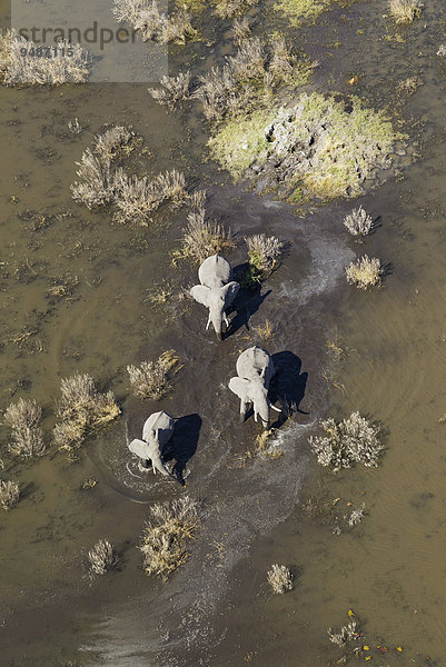 Afrikanische Elefanten (Loxodonta africana)  zwei Elefantenkühe mit Kalb  in einem Süßwassersumpf  Luftaufnahme  Okavango Delta  Botswana  Afrika