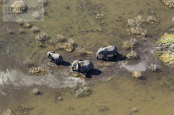Afrikanische Elefanten (Loxodonta africana)  zwei Elefantenkühe mit Kalb  in einem Süßwassersumpf  Luftaufnahme  Okavango Delta  Botswana  Afrika