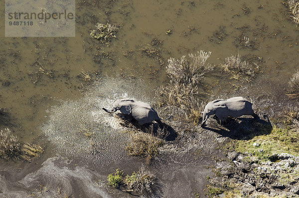 Afrikanische Elefanten (Loxodonta africana)  zwei Elefantenkühe  in einem Süßwassersumpf  Luftaufnahme  Okavango Delta  Botswana  Afrika
