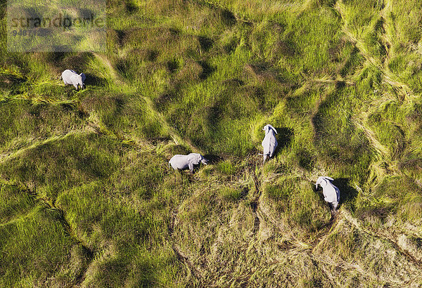 Afrikanische Elefanten (Loxodonta africana)  Elefantenkühe  grasen in einem Süßwassersumpf  Luftaufnahme  Okavango Delta  Botswana  Afrika