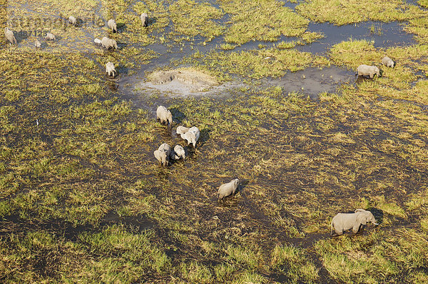 Afrikanische Elefanten (Loxodonta africana)  Zuchtherde  grasen und trinken in einem Süßwassersumpf  Luftaufnahme  Okavango Delta  Botswana  Afrika