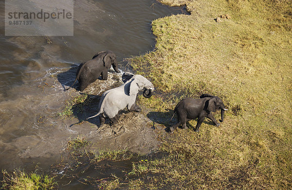 Afrikanische Elefanten (Loxodonta africana)  drei Bullen  nach dem Bad in einem Süßwassersumpf  Luftaufnahme  Okavango Delta  Botswana  Afrika