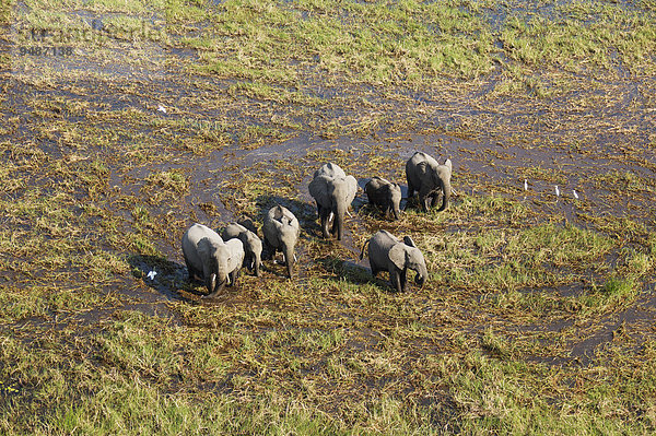 Afrikanische Elefanten (Loxodonta africana)  Zuchtherde in einem Süßwassersumpf  Luftaufnahme  Okavango Delta  Botswana  Afrika