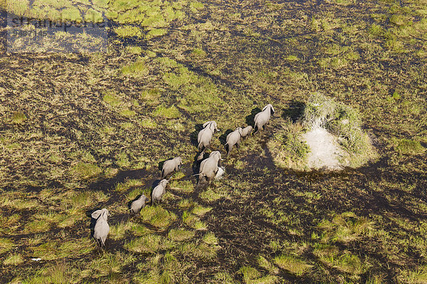 Afrikanische Elefanten (Loxodonta africana)  Zuchtherde im Süßwassersumpf  Luftaufnahme  Okavango Delta  Botswana  Afrika