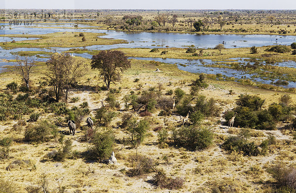 Afrikanische Elefanten (Loxodonta africana) und Kapgiraffe (Giraffa camelopardalis giraffa)  am Fluss Gomoti  Luftaufnahme  Okavango Delta  Botswana  Afrika