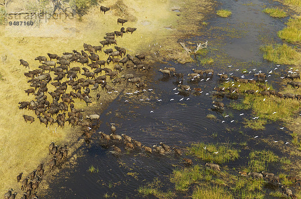 Kaffernbüffel (Syncerus caffer caffer)  durchqueren ein Sumpfgebiet  fliegende Kuhreiher (Bubulcus ibis)  Okavango Delta  Botswana  Afrika