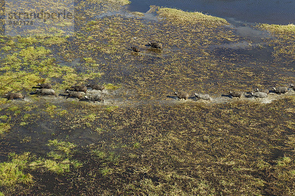 Kaffernbüffel (Syncerus caffer caffer)  Herde in einem Frischwassersumpf  Okavango Delta  Botswana  Afrika