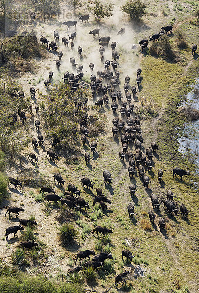 Kaffernbüffel (Syncerus caffer caffer)  Herde in einem Frischwassersumpf  Okavango Delta  Botswana  Afrika