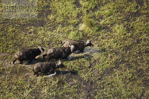 Kaffernbüffel (Syncerus caffer caffer)  vier Bullen in einem Frischwassersumpf  Okavango Delta  Botswana  Afrika