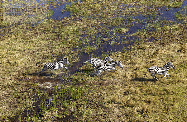 Burchell-Zebras (Equus quagga burchelli)  in einem Süßwassersumpfgebiet  Luftaufnahme  Okavango Delta  Botswana läuft