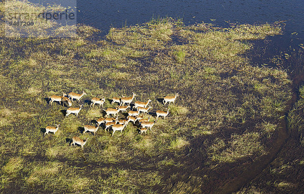 Luftaufnahme  Rote Letschwes auch Rote Lechwes (Kobus leche leche)  Herde in einem Frischwasser-Sumpfgebiet  Okavango-Delta  Botswana  Afrika