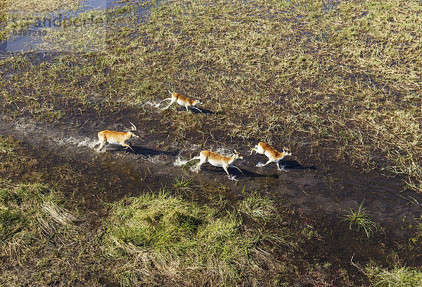Luftaufnahme  Rote Letschwes auch Rote Lechwes (Kobus leche leche)  im Frischwasser-Sumpfgebiet  Okavango-Delta  Botswana  Afrika
