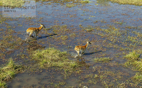 Luftaufnahme  Rote Letschwes auch Rote Lechwes (Kobus leche leche)  adultes Männchen links und subadultes Männchen rechts  rennend im Frischwasser-Sumpfgebiet  Okavango-Delta  Botswana  Afrika