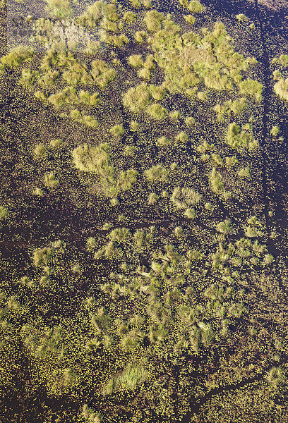 Süßwassersümpfe mit Tierpfaden  Luftaufnahme  Okavango Delta  Botswana  Afrika
