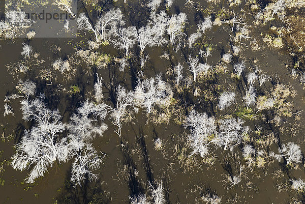 Tote Mopane-Bäume (Colophospermum Mopani) in einem Süsswassersumpf  Luftaufnahme  Okavango Delta  Botswana  Afrika