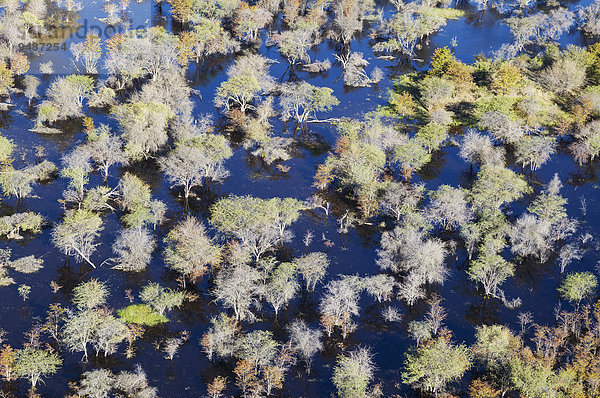 Tote Mopane-Bäume (Colophospermum Mopani) in einem Süsswassersumpf  Luftaufnahme  Okavango Delta  Botswana  Afrika
