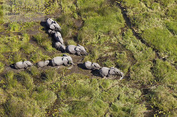 Afrikanische Elefanten (Loxodonta africana)  Zuchtherde  in einem Süßwassersumpf  Luftaufnahme  Okavango Delta  Botswana  Afrika