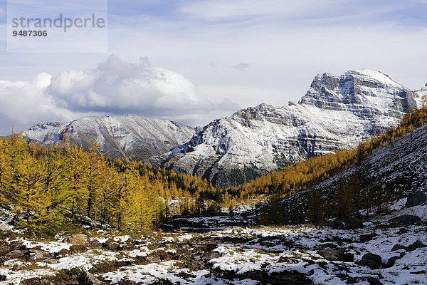 Gelb gefärbter Lärchenwald im Schnee mitten in den Rocky Mountains  Larch Valley  Moraine Lake  Banff-Nationalpark  Alberta  Kanada  Nordamerika