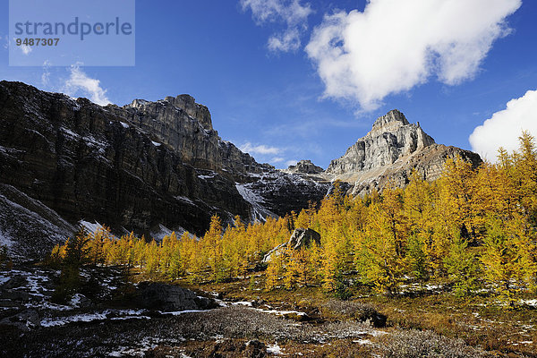 Wanderung von Moraine Lake zum Larch Valley  Eiffel Peak und Wastach Mountain ragen hinter gelb gefärbten Lärchen in den Himmel  Banff-Nationalpark  Alberta  Kanada  Nordamerika