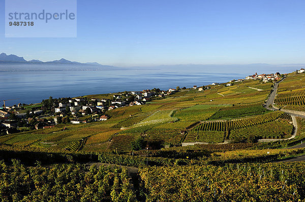 Die Weinberge des Lavaux am Genfersee  Kanton Waadt  Schweiz  Europa