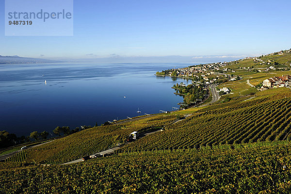 Die Weinberge des Lavaux am Genfersee  Kanton Waadt  Schweiz  Europa