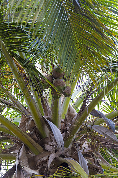 Kokospalme (Cocos nucifera)  Santo Domingo  Dominikanische Republik  Nordamerika