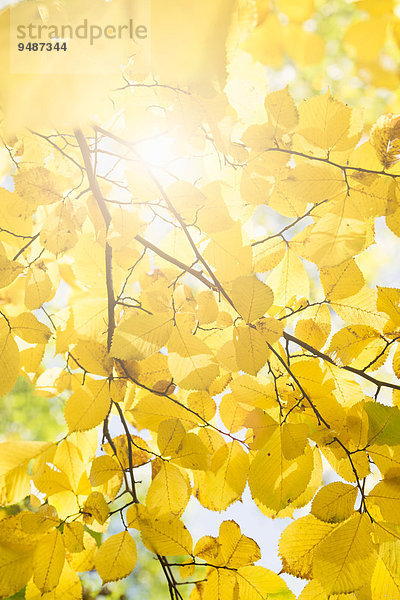 Naturdetail  Herbstlaub mit gelben Blättern  Schweden  Europa