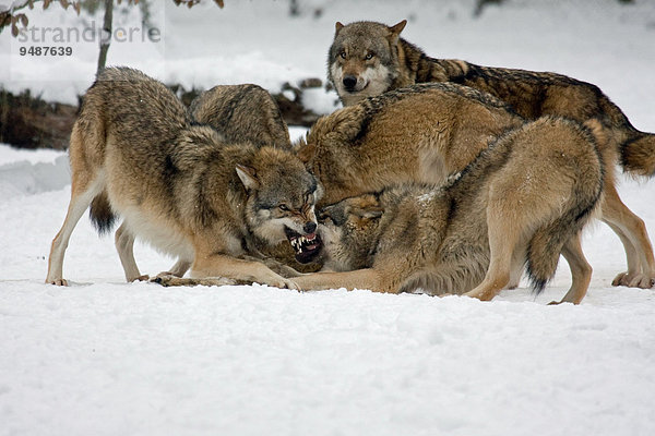 Kämpfende Wölfe (Canis lupus) im Schnee  captive  Deutschland  Europa