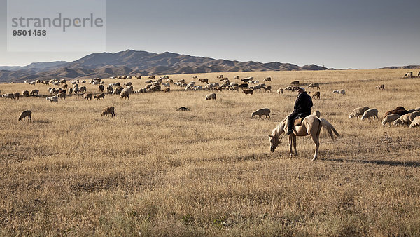 Kasache  Hirte auf Pferd bei seiner Schafherde  Hügel- und Steppenlandschaft  bei Almaty  Kasachstan  Asien