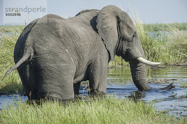 Afrikanischer Elefant (Loxodonta africana) trinkt am Fluss  Kasane  Chobe-Nationalpark  Botswana  Afrika