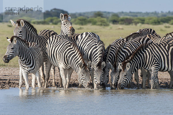 Burchell-Zebras (Equus quagga burchelli) an einem Wasserloch  Nxai-Pan-Nationalpark  Botswana  Afrika