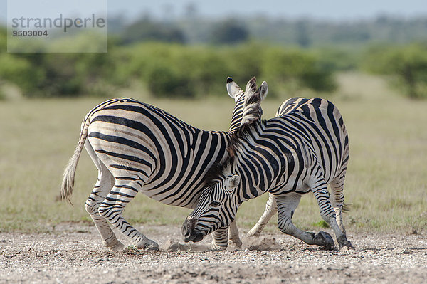 Streitende Burchell-Zebras (Equus quagga burchelli)  Nxai-Pan-Nationalpark  Botswana  Afrika