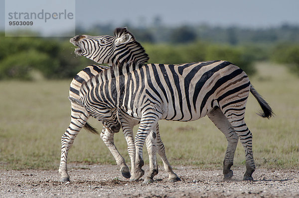 Streitende Burchell-Zebras (Equus quagga burchelli)  Nxai-Pan-Nationalpark  Botswana  Afrika