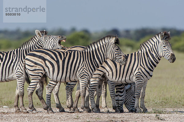 Burchell-Zebras (Equus quagga burchelli)  Nxai-Pan-Nationalpark  Botswana  Afrika