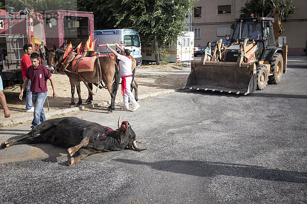 Toter Stier außerhalb der Stierkampfarena  Stierkampf  El Barco de Ávila  Ávila  Spanien  Europa
