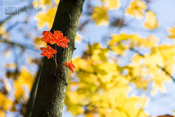 Rot  orange und gelbe Blätter eines Ahorns im Herbst  Würzburg  Bayern  Deutschland  Europa