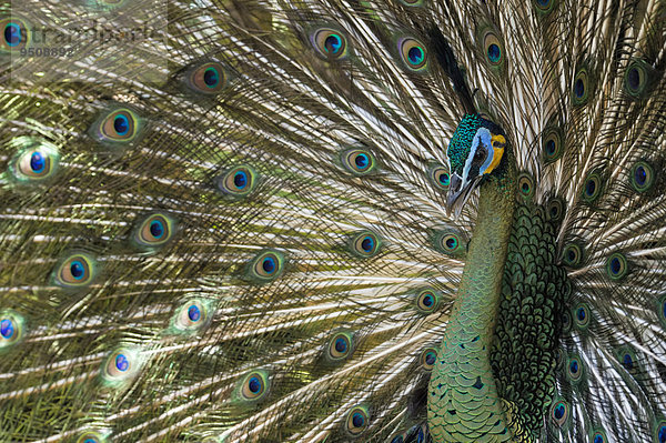 Ährenträgerpfau oder Grüner Pfau (Pavo muticus)  Bali Bird Park  Bali  Indonesien  Asien