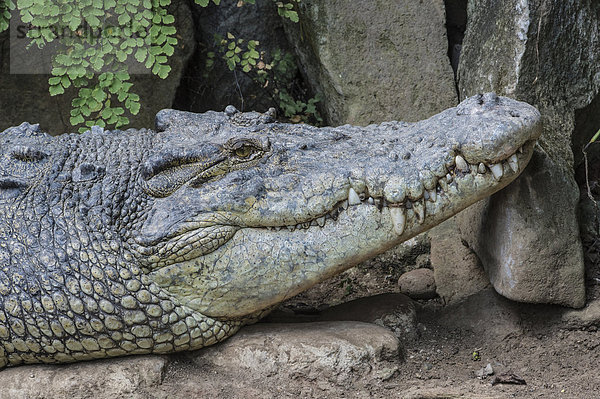 Leistenkrokodil  auch Salzwasserkrokodil oder Saltie (Crocodylus porosus)  Bali Bird Park  Bali  Indonesien  Asien