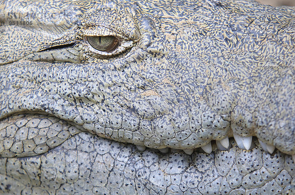 Nilkrokodil (Crocodylus niloticus)  Detail von Auge  Haut und Zähnen  captive  St. Lucia  Südafrika  Nordamerika