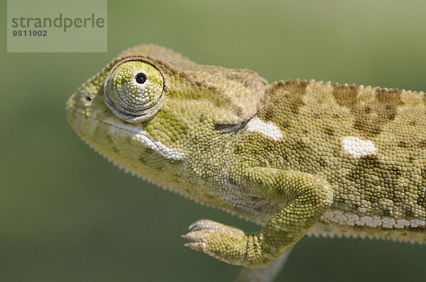 Lappenchamäleon (Chamaeleo dilepis)  Maun  Okavango-Delta  Botswana  Afrika