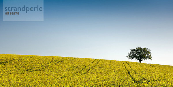 Rapsfeld mit Baum  Waldviertel  Niederösterreich  Österreich  Europa