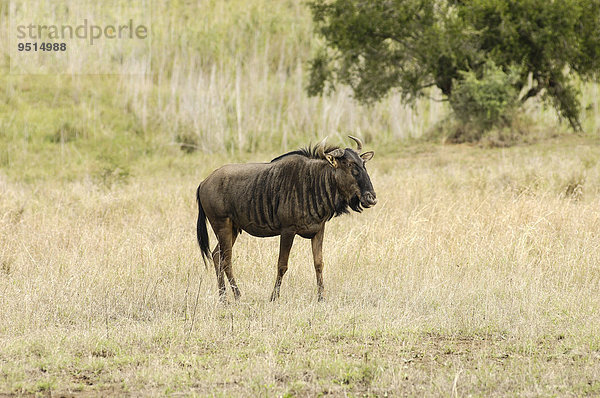 Streifengnu (Connochaetes taurinus)  Pilanesberg  Südafrika